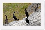 karimetsot1 European Shag * 2777 x 1671 * (3.47MB)
